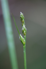Carex laeviculmis