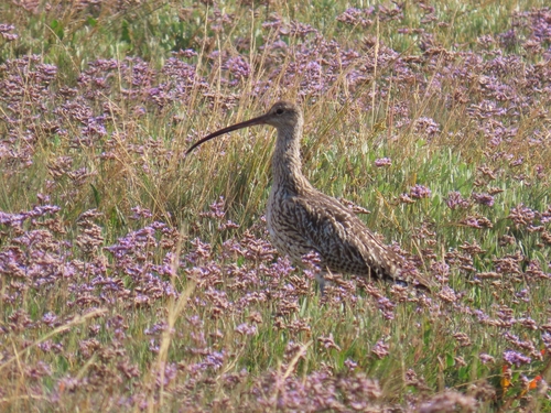 iNaturalist image