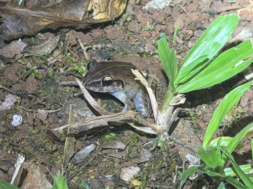Cornufer pelewensis observed 2026-07-15