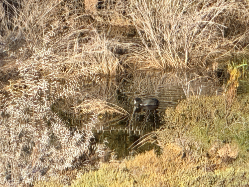 iNaturalist: (c) Mark Brown, some rights reserved (CC BY-NC), uploaded by Mark Brown iNaturalist image