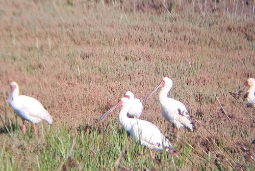 iNaturalist: (c) nicole_louw, some rights reserved (CC BY-NC), uploaded by nicole_louw iNaturalist image