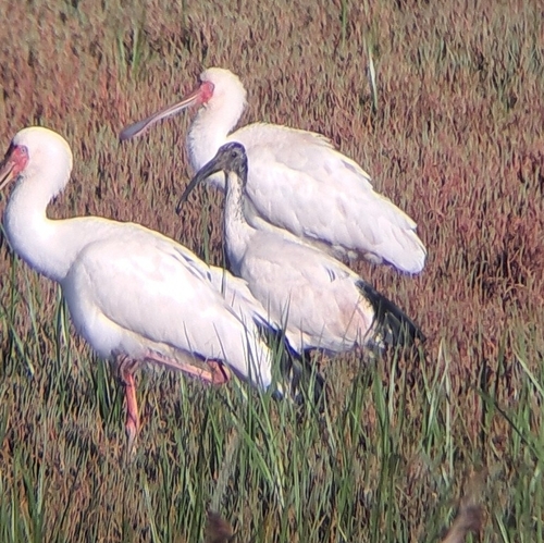 iNaturalist: (c) nicole_louw, some rights reserved (CC BY-NC), uploaded by nicole_louw iNaturalist image
