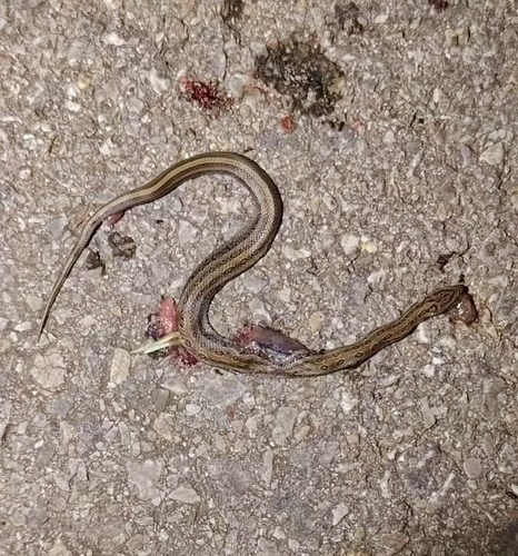 Frog-eating Rat Snake