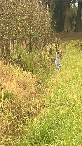 iNaturalist image