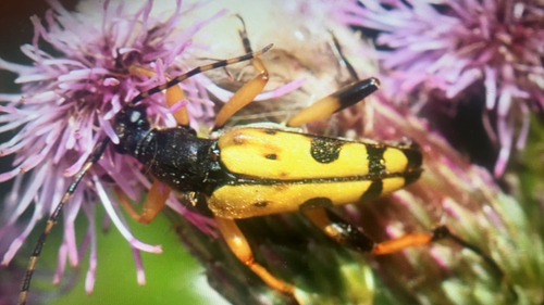 Spotted Longhorn Beetle