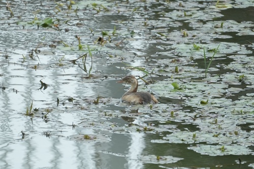 iNaturalist image