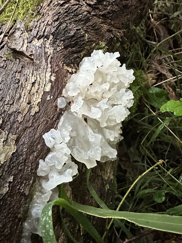 snow fungus