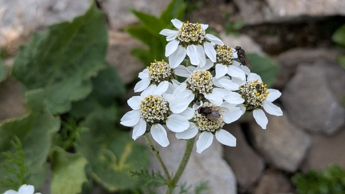 Achillea atrata, photograph 5