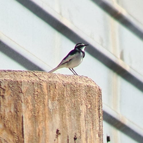 iNaturalist: (c) nicole_louw, some rights reserved (CC BY-NC), uploaded by nicole_louw iNaturalist image
