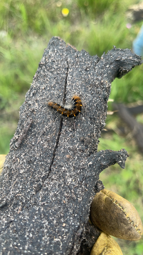 Fox Moth