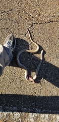 Coluber constrictor etheridgei