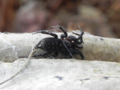 Ischnothele annulata