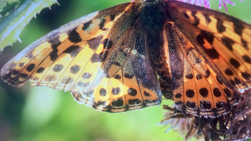 Queen of Spain Fritillary
