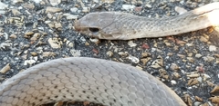 Coluber constrictor etheridgei