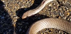 Coluber constrictor etheridgei