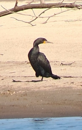 iNaturalist image