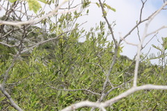 Syntomeida melanthus