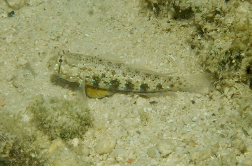 Gnatholepis ophthalmotaenia observed 2026-07-14