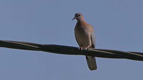 Laughing Dove