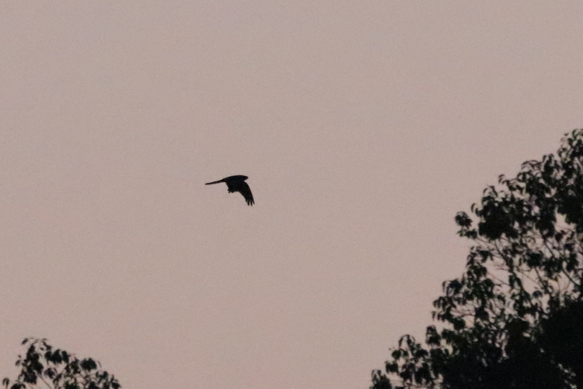 Great Eared Nightjar