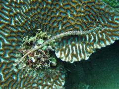 Corythoichthys schultzi