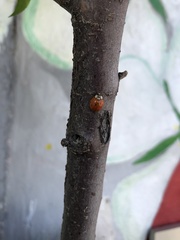 Harmonia axyridis
