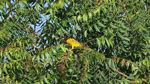 Village Weaver
