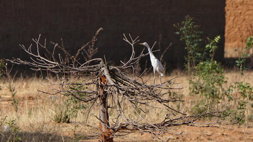 Western Cattle-Egret