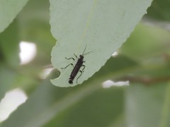 Ichthyurus nigripennis
