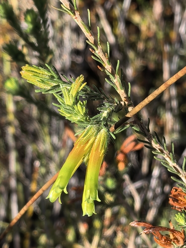 Erica unicolor, photograph 4