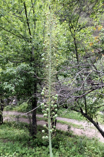 Eremurus robustus, photograph 2