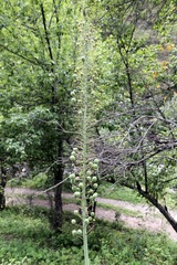 Eremurus robustus, photograph (c) Dr. Alexey Yakovlev, some rights reserved (CC BY)