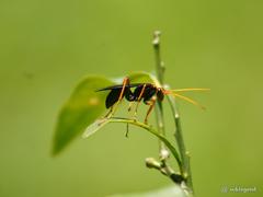 Leptodialepis bipartitus