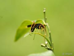 Leptodialepis bipartitus