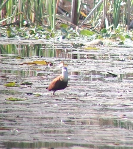 iNaturalist image