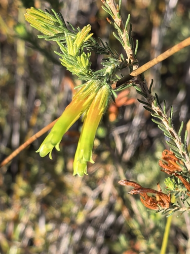 Erica unicolor, photograph 5
