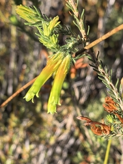 Erica unicolor, photograph author not stated, no rights reserved