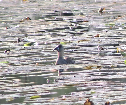 iNaturalist image