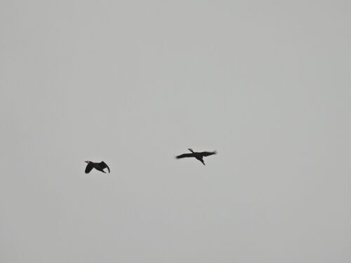 iNaturalist image