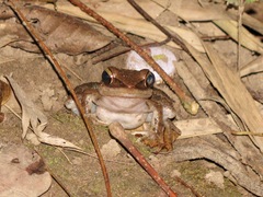 Indosylvirana montana