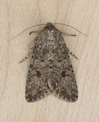 Anarta trifolii