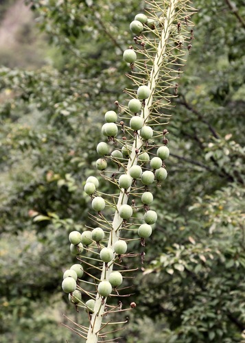 Eremurus robustus