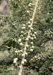 Eremurus robustus