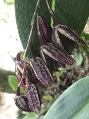 Pleurothallis restrepioides