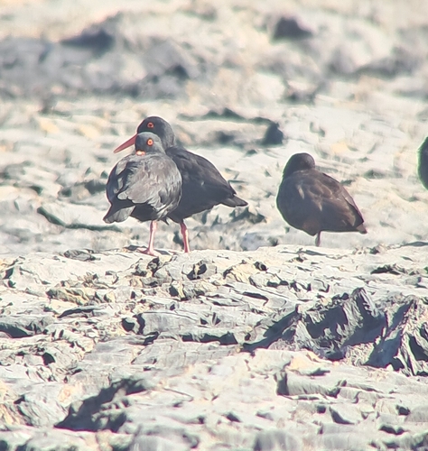 iNaturalist image