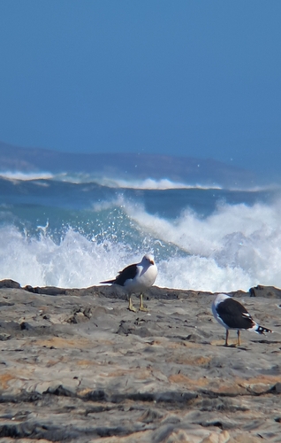 iNaturalist image