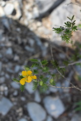 Chamaecrista greggii