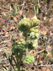 Phacelia imbricata imbricata