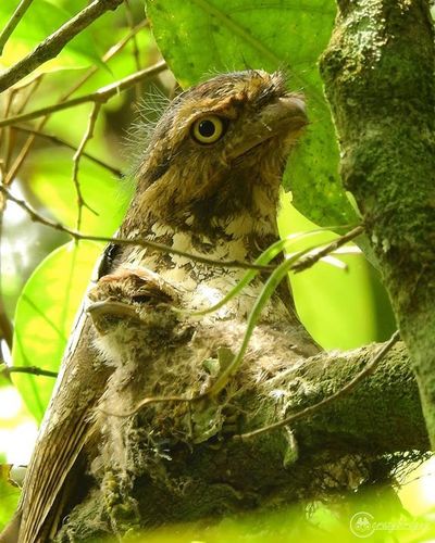 Javan Frogmouth (Batrachostomus javensis), photo 4