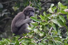 Booted Macaque photo 2